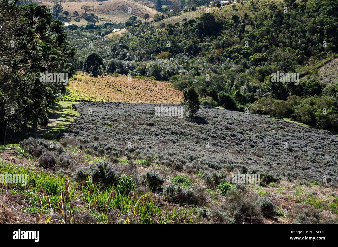 Panoramica di una grande piantagione di campi di lavanda coltivata su una collina all'interno delle terre della fattoria 'o Contemplario', nella regione montagnosa di Cunha. Foto Stock