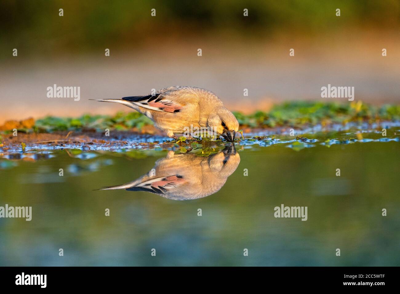 Finch deserto (Rhodospiza obsoleta precedentemente Carduelis obsoleta) vicino ad un pozze d'acqua nel deserto di Negev, israele. L'uccello è davvero un residuo del deserto Foto Stock