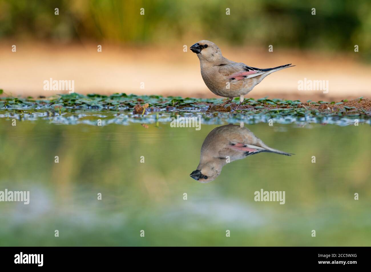 Finch deserto (Rhodospiza obsoleta precedentemente Carduelis obsoleta) vicino ad un pozze d'acqua nel deserto di Negev, israele. L'uccello è davvero un residuo del deserto Foto Stock