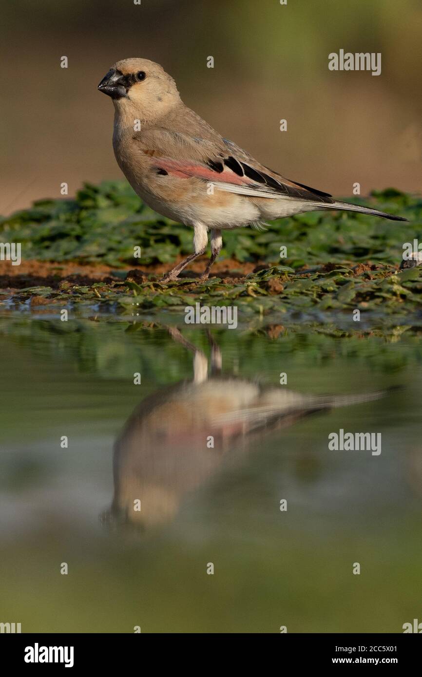 Finch deserto (Rhodospiza obsoleta precedentemente Carduelis obsoleta) vicino ad un pozze d'acqua nel deserto di Negev, israele. L'uccello è davvero un residuo del deserto Foto Stock