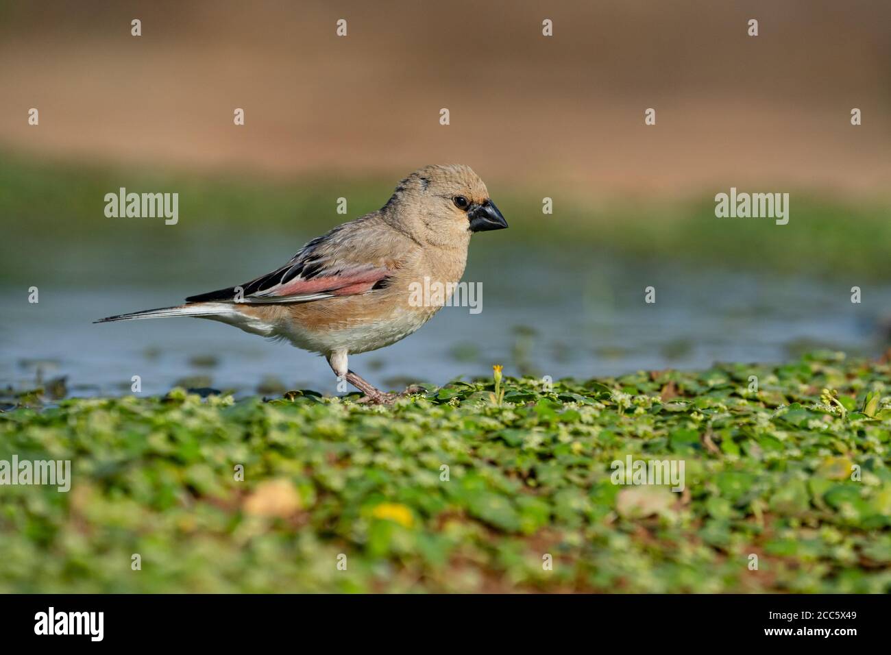 Finch deserto (Rhodospiza obsoleta precedentemente Carduelis obsoleta) vicino ad un pozze d'acqua nel deserto di Negev, israele. L'uccello è davvero un residuo del deserto Foto Stock