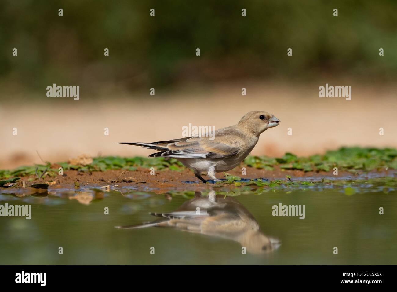 Finch deserto (Rhodospiza obsoleta precedentemente Carduelis obsoleta) vicino ad un pozze d'acqua nel deserto di Negev, israele. L'uccello è davvero un residuo del deserto Foto Stock