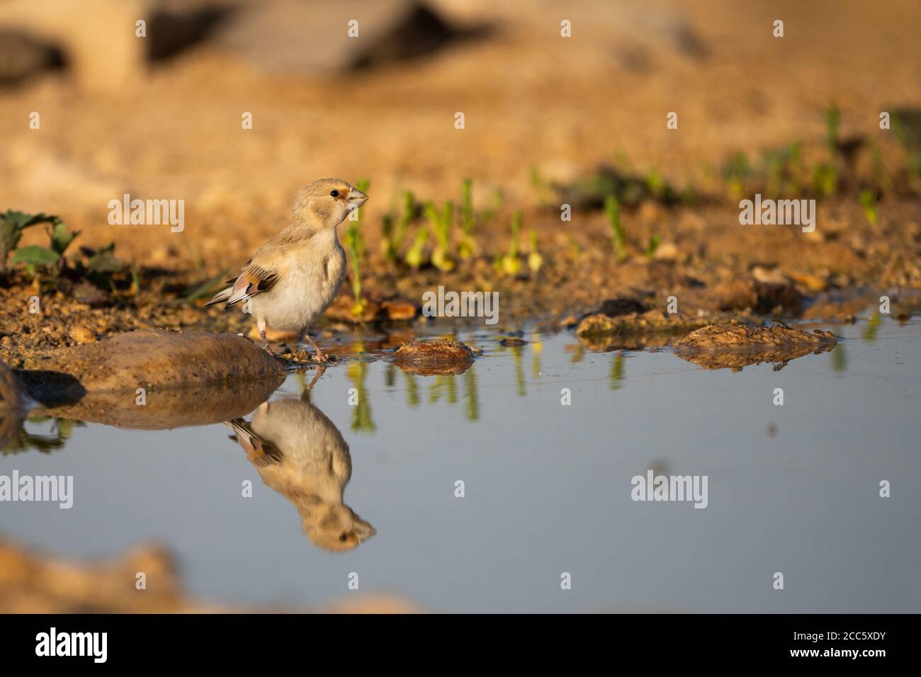 Finch deserto (Rhodospiza obsoleta precedentemente Carduelis obsoleta) vicino ad un pozze d'acqua nel deserto di Negev, israele. L'uccello è davvero un residuo del deserto Foto Stock