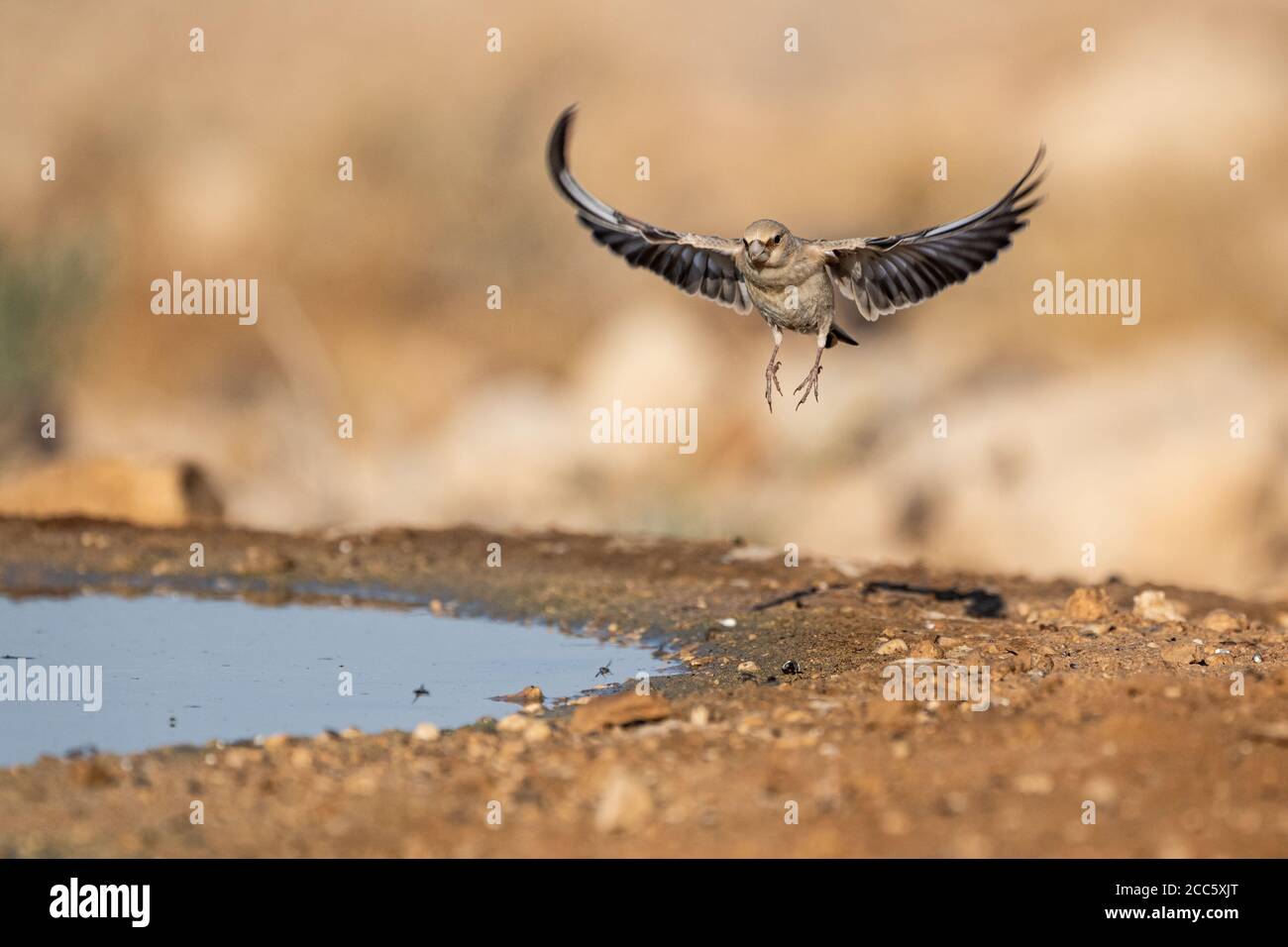 Finch deserto (Rhodospiza obsoleta precedentemente Carduelis obsoleta) vicino ad un pozze d'acqua nel deserto di Negev, israele. L'uccello è davvero un residuo del deserto Foto Stock
