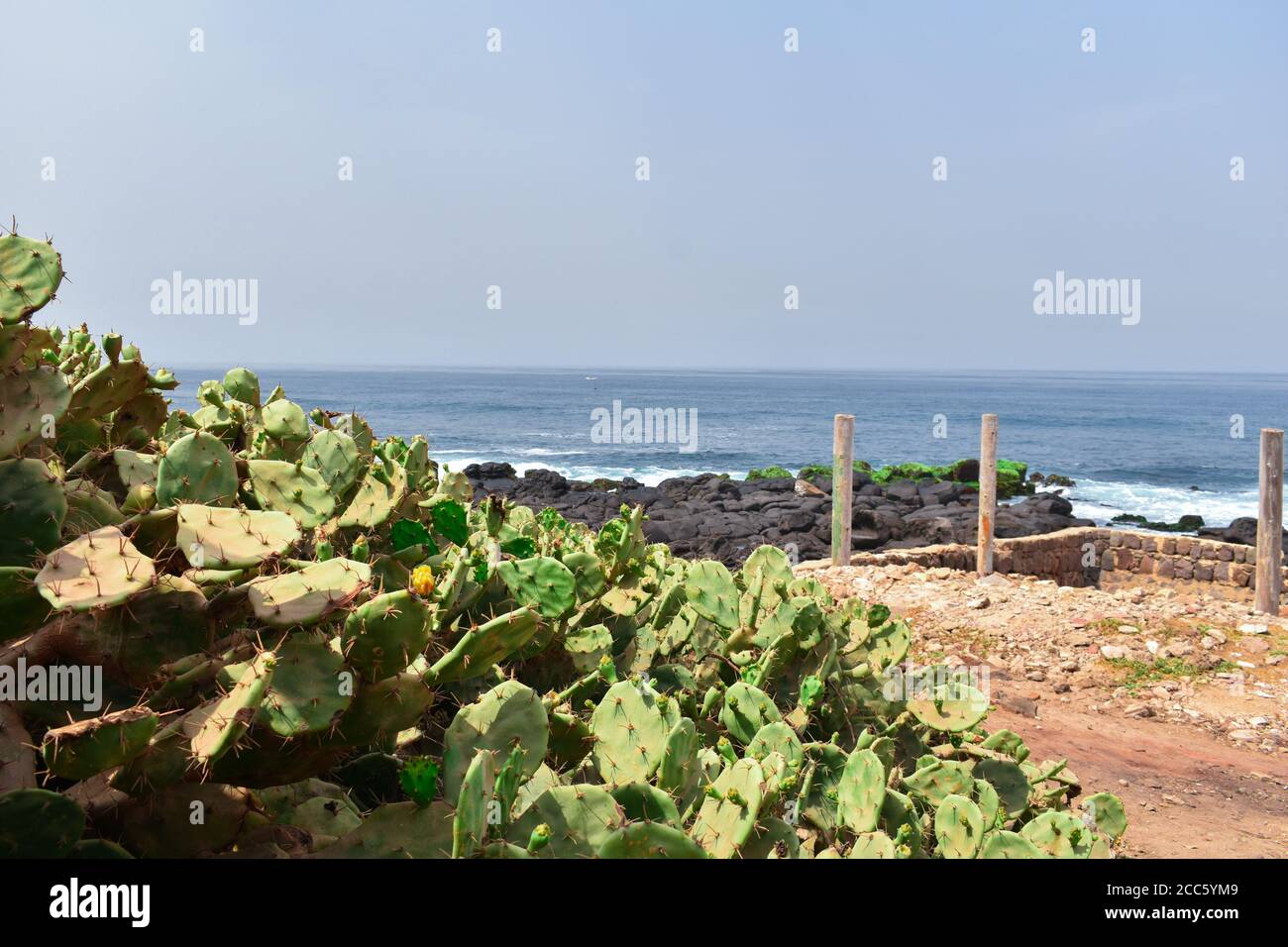 Scatto di un cactus sulla spiaggia di Yoff in Senegal, Africa Foto Stock