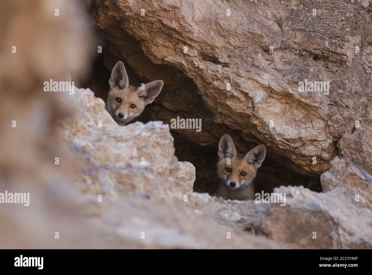 Red Fox (Vulpes vulpes) cuccioli al cielo Foto Stock