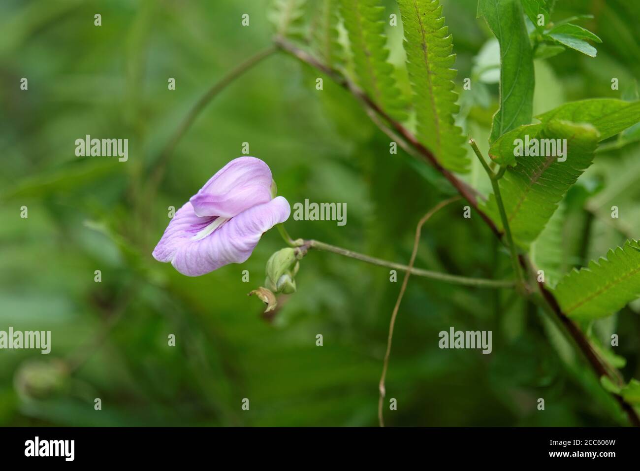 Foto di fiore di pisello a farfalla Foto Stock