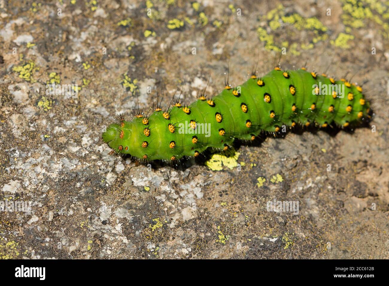 Vista dall'alto di una pavonia di Saturnia sul terreno sotto la luce del sole Foto Stock