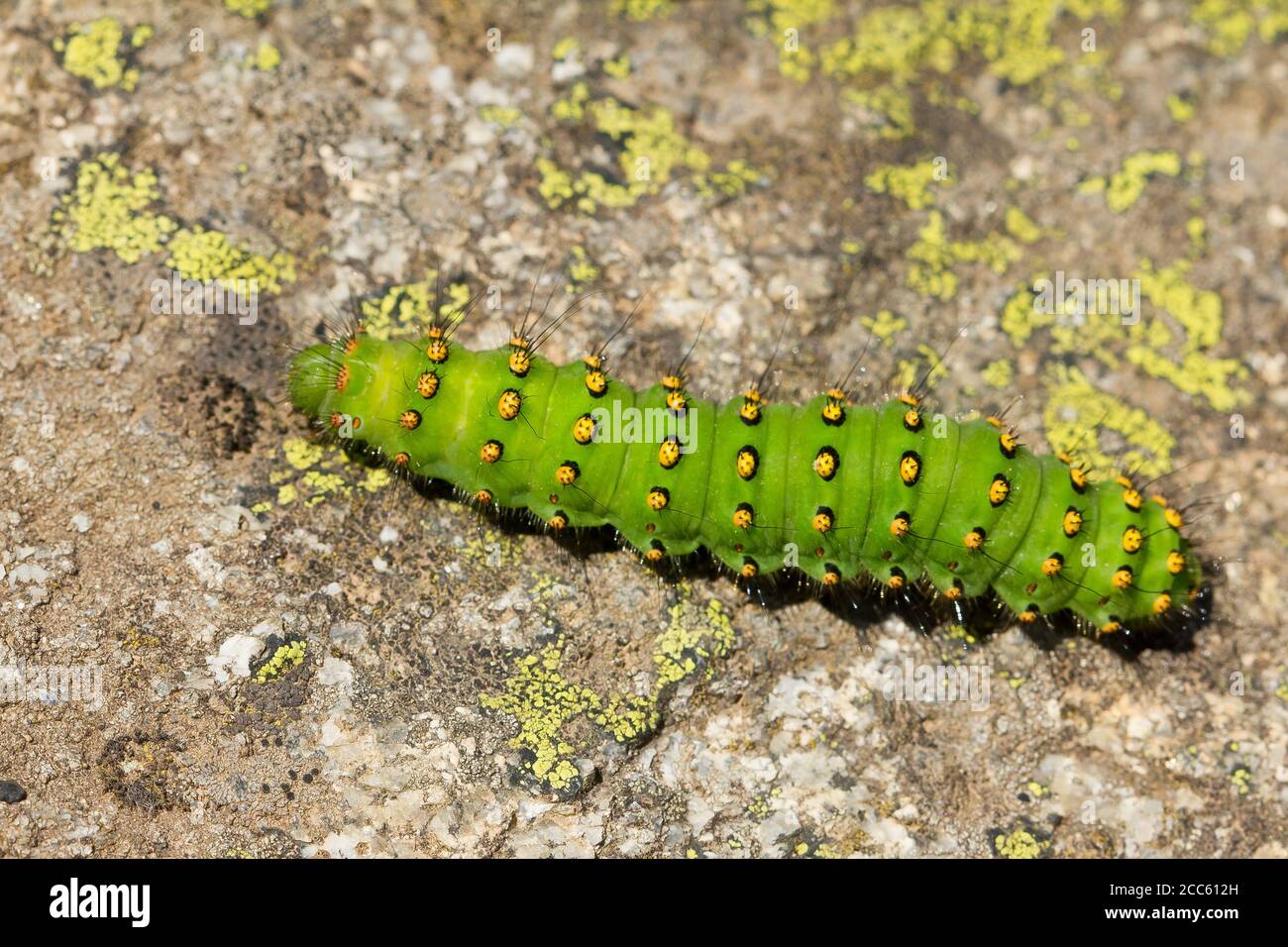 Vista dall'alto di una pavonia di Saturnia sul terreno sotto la luce del sole Foto Stock