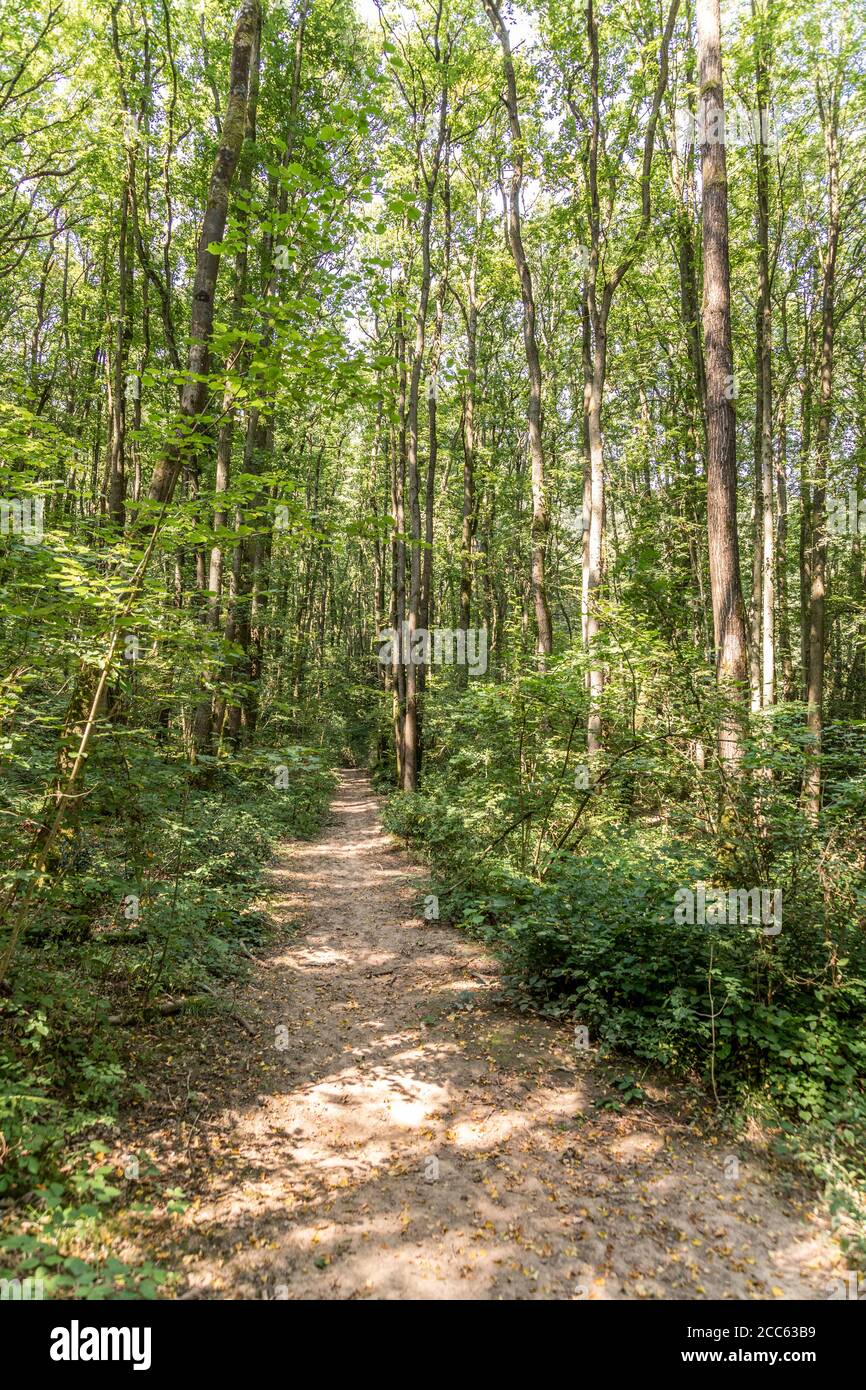 La passeggiata circolare intorno Collin Park Wood Riserva Naturale e SSSI - un'area di antichi boschi vicino Upleadon, Gloucestershire UK - antico coppide. Foto Stock