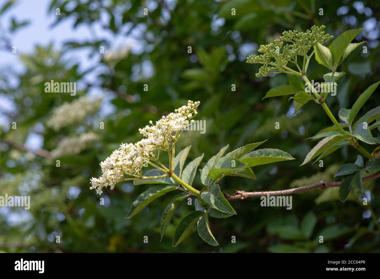 Primi fiori di 'Sambucus Nigra' (Black Elderberry) in primavera Foto Stock