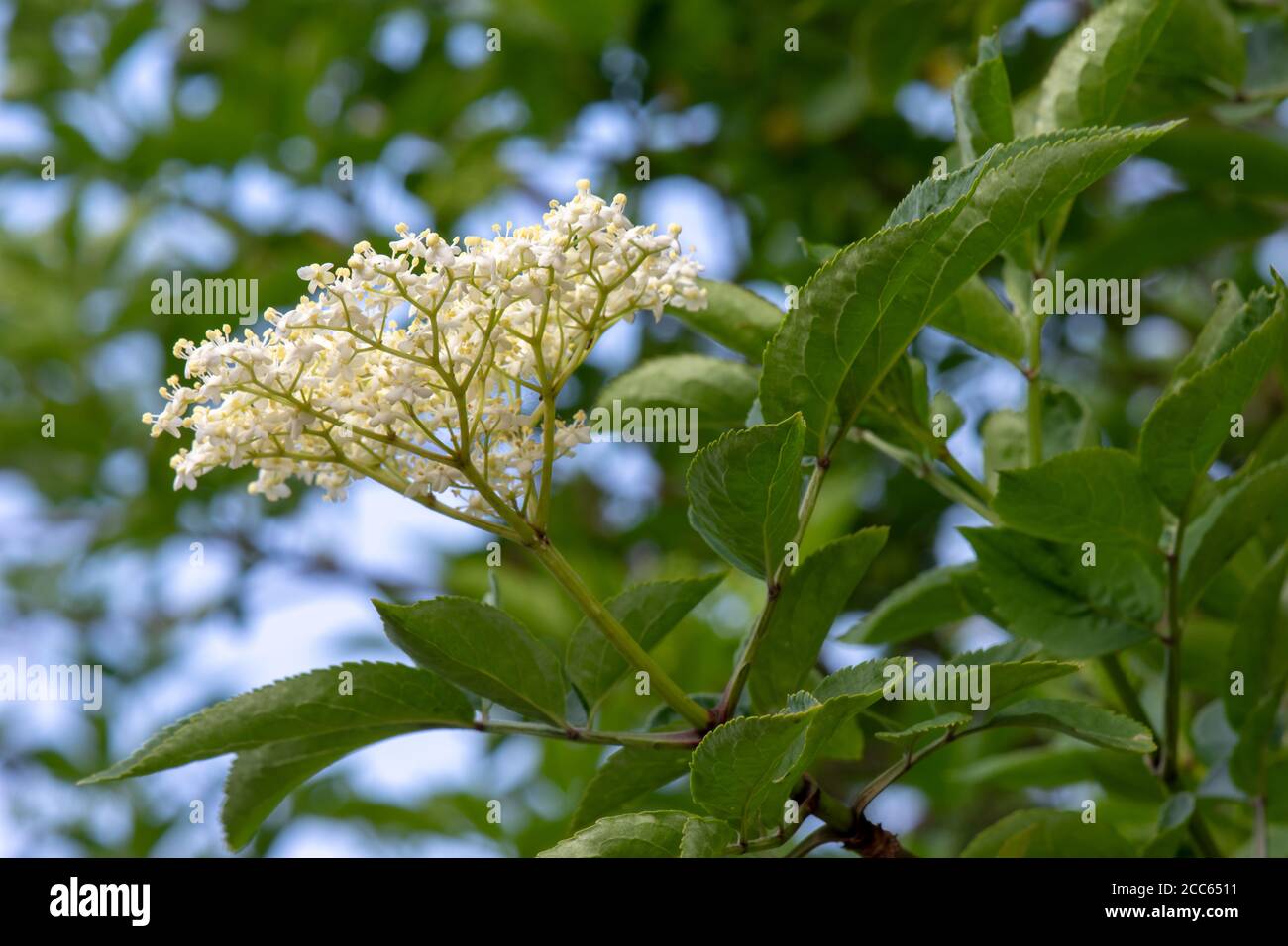 Primi fiori di 'Sambucus Nigra' (Black Elderberry) in primavera Foto Stock