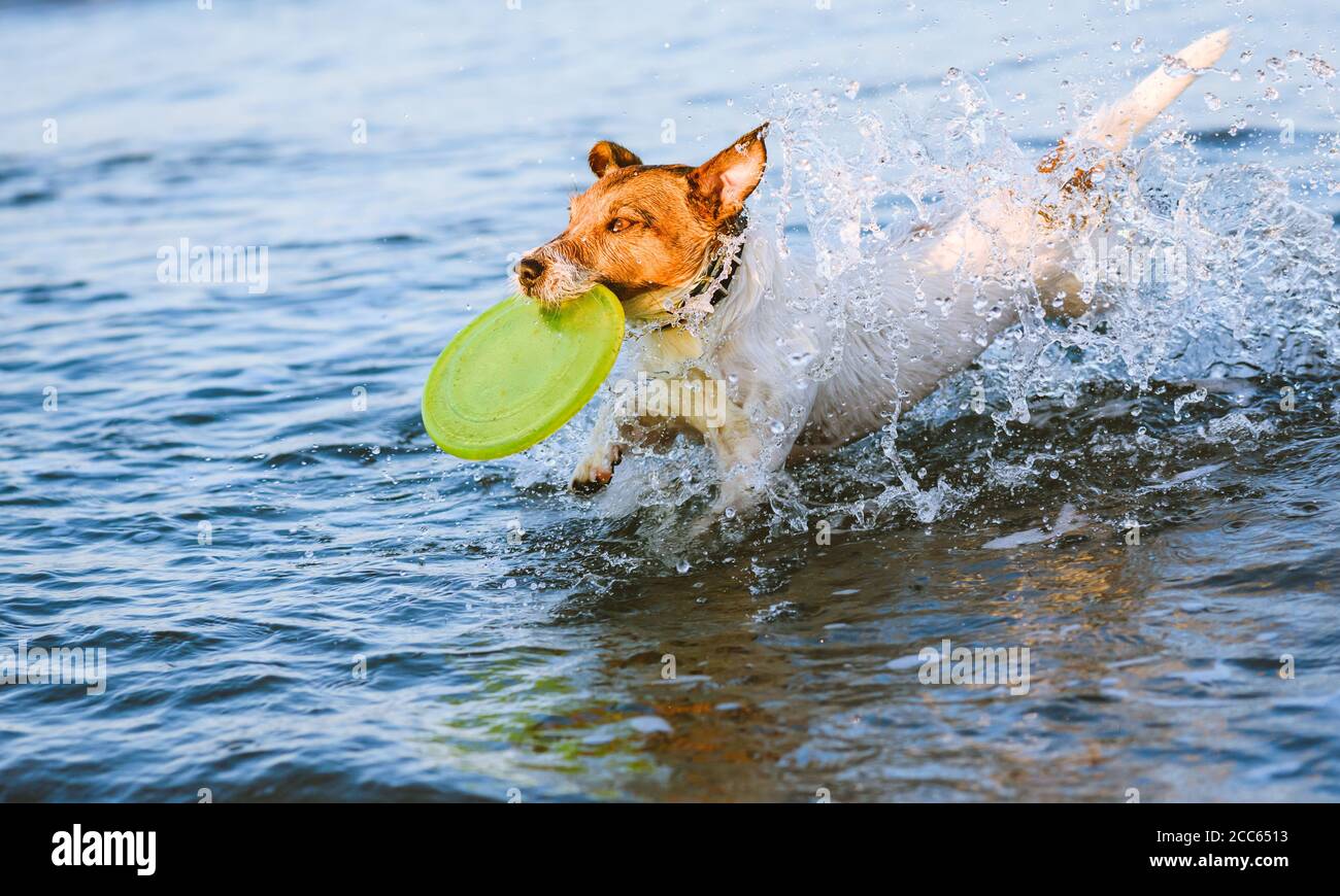 Il cane domestico che preleva il disco volante alla spiaggia del cane amichevole sopra estate sera Foto Stock