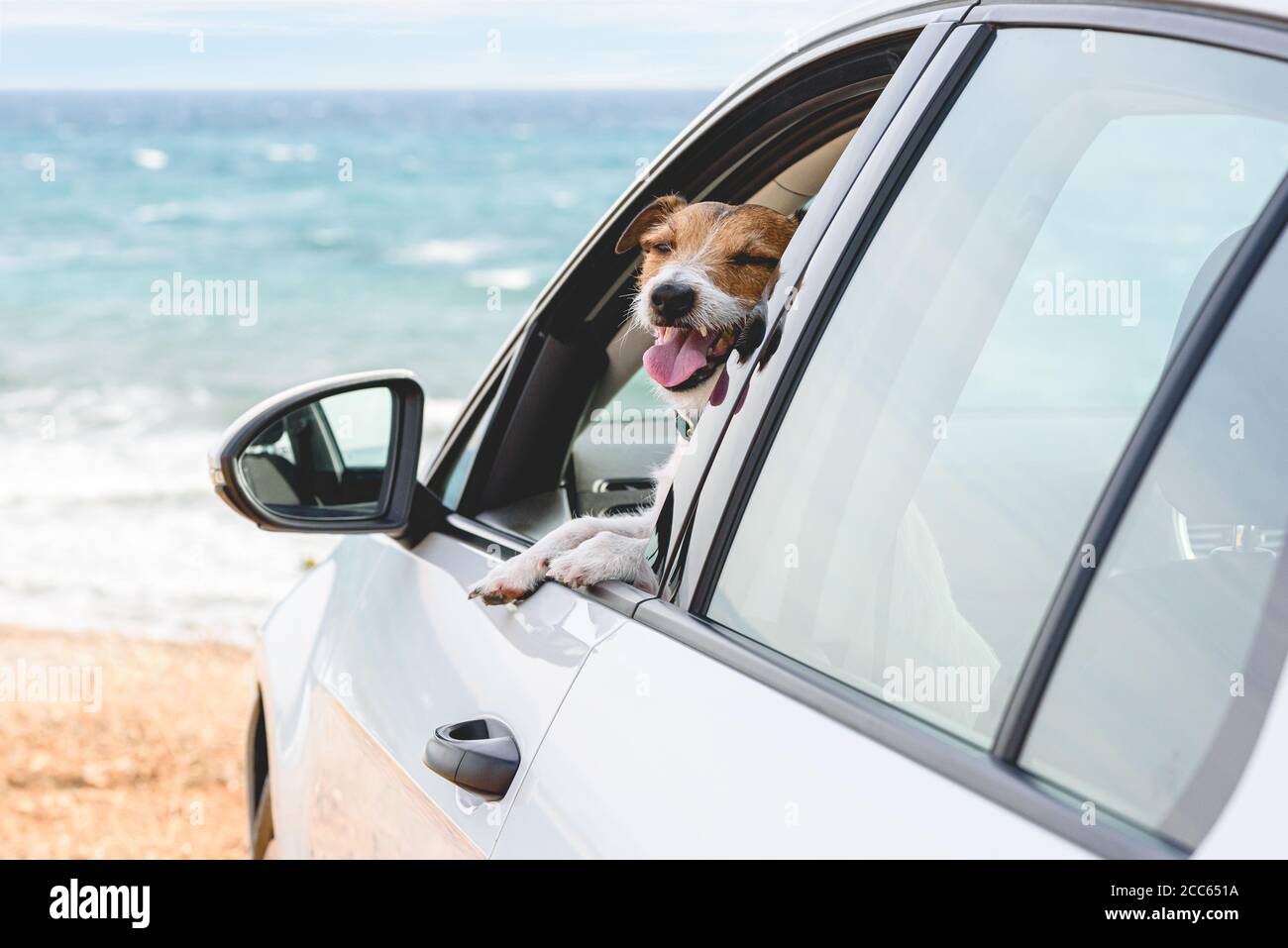 Nelle vicinanze si viaggia in auto con felice forma cane finestrino del veicolo sulla spiaggia vuota e sull'oceano Foto Stock