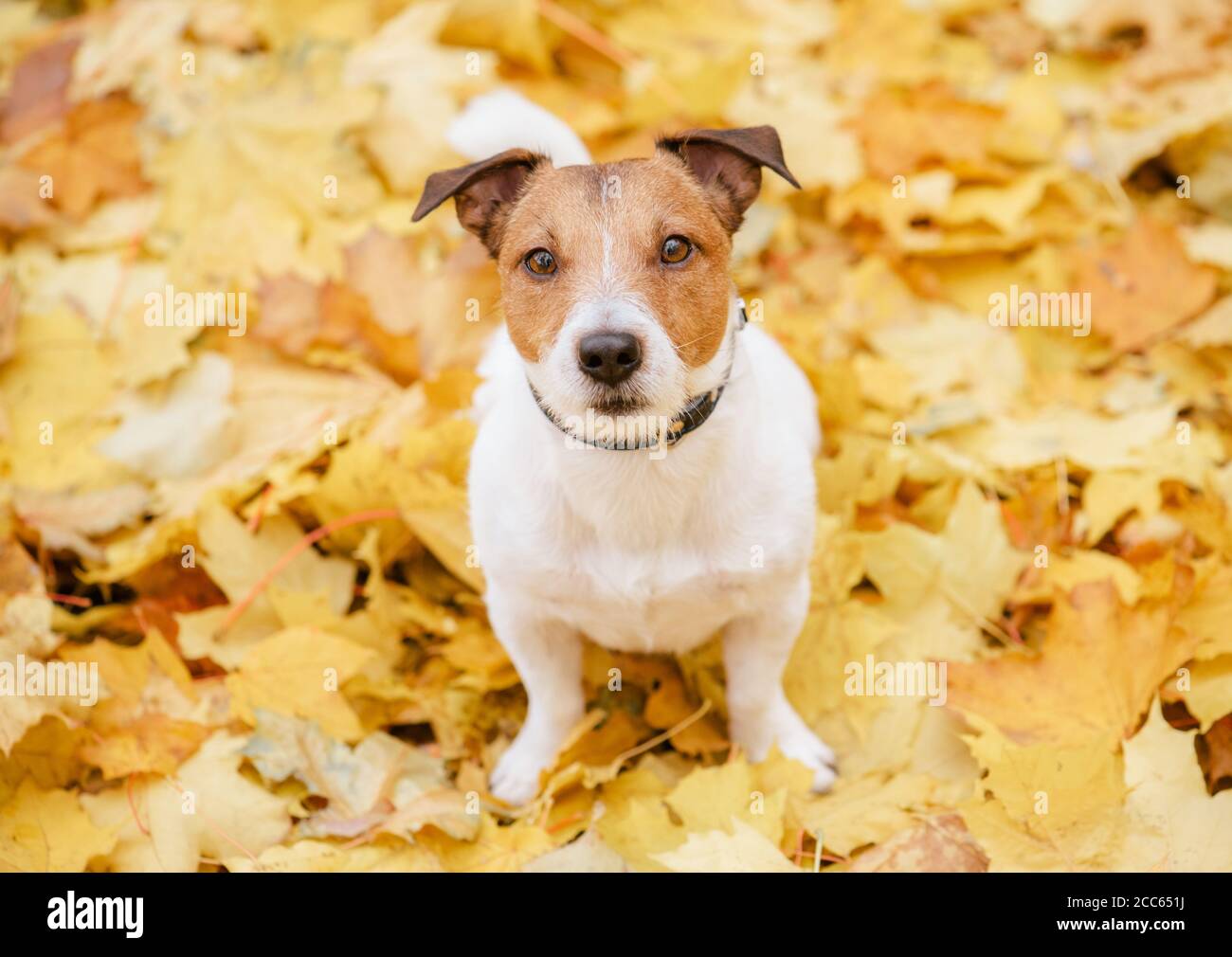 Domestico Jack Russell Terrier cane animale domestico seduto su giallo caduto foglie che guardano in alto il sole giorno d'autunno Foto Stock