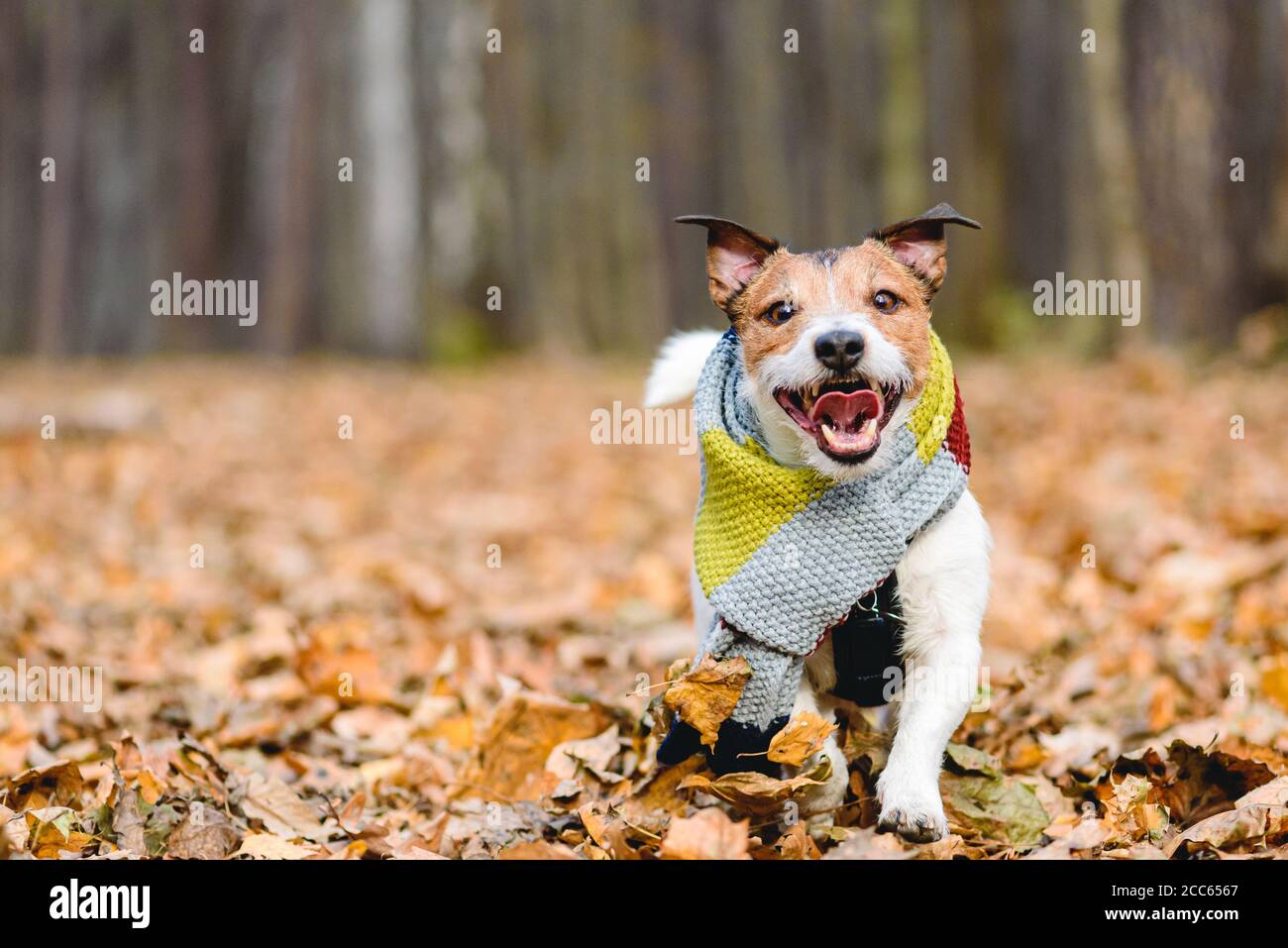 Cane domestico felice in sciarpa elegante e accogliente che corre dentro parco autunnale su foglie cadute Foto Stock