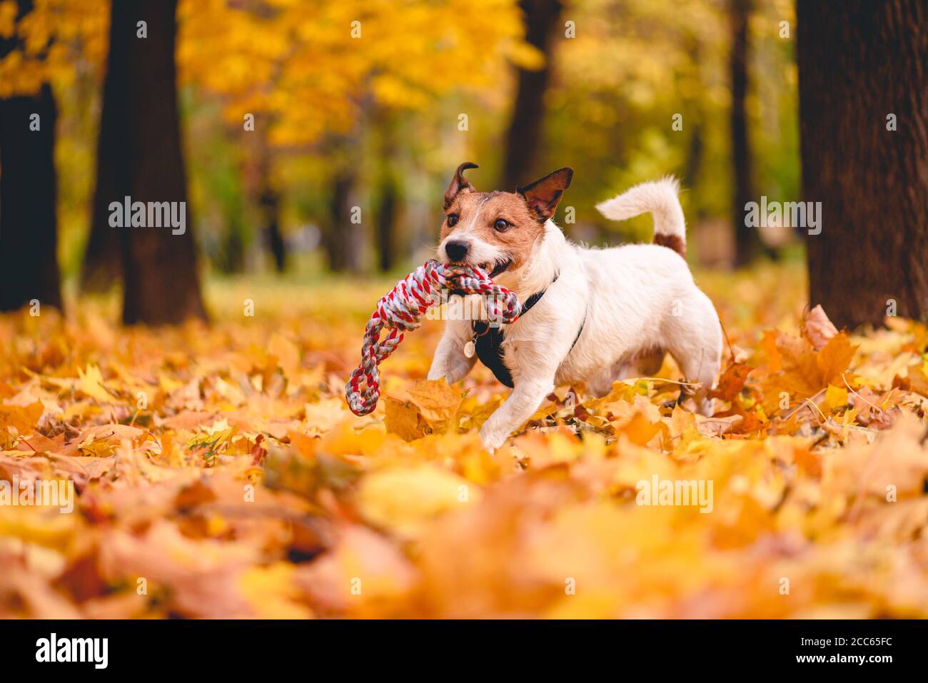 Cane domestico in bellissimo parco autunnale che gioca con corda giocattolo per il gioco torg-of-war Foto Stock