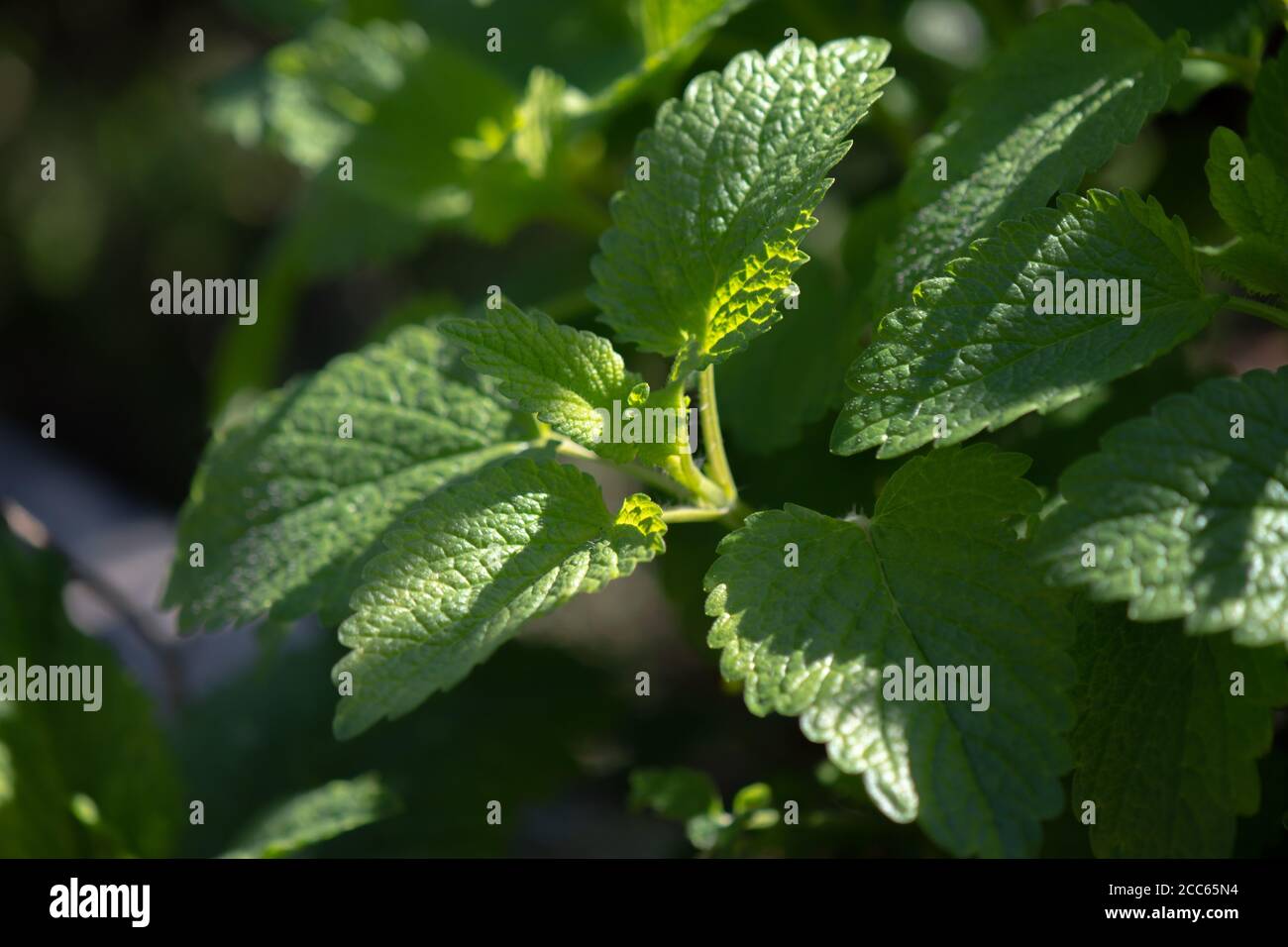 Balsamo di limone biologico fresco (Melissa officinalis) in giardino Foto Stock
