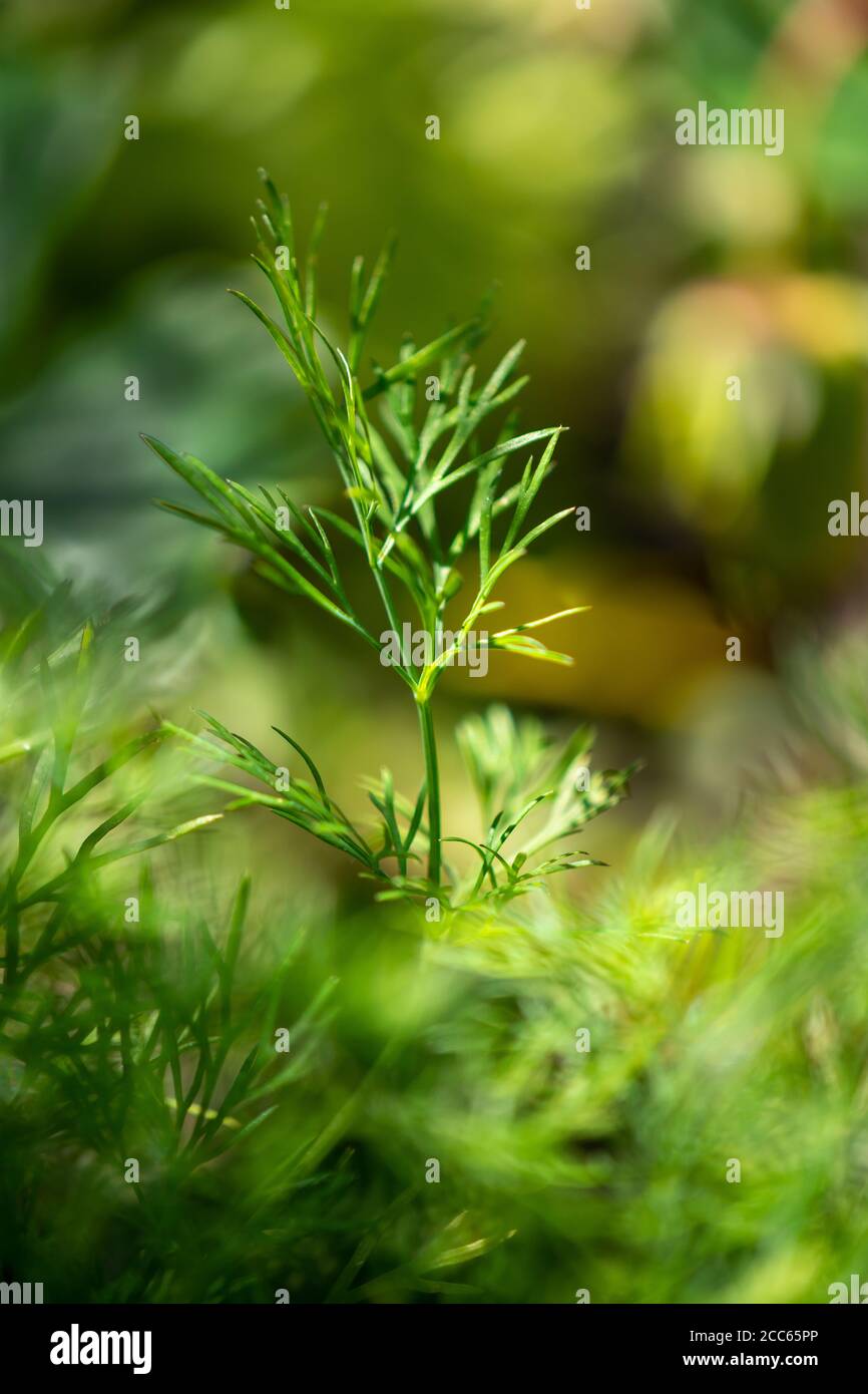 Ramoscello isolato di aneto organico (Anethum graveolens) nel giardino Foto Stock