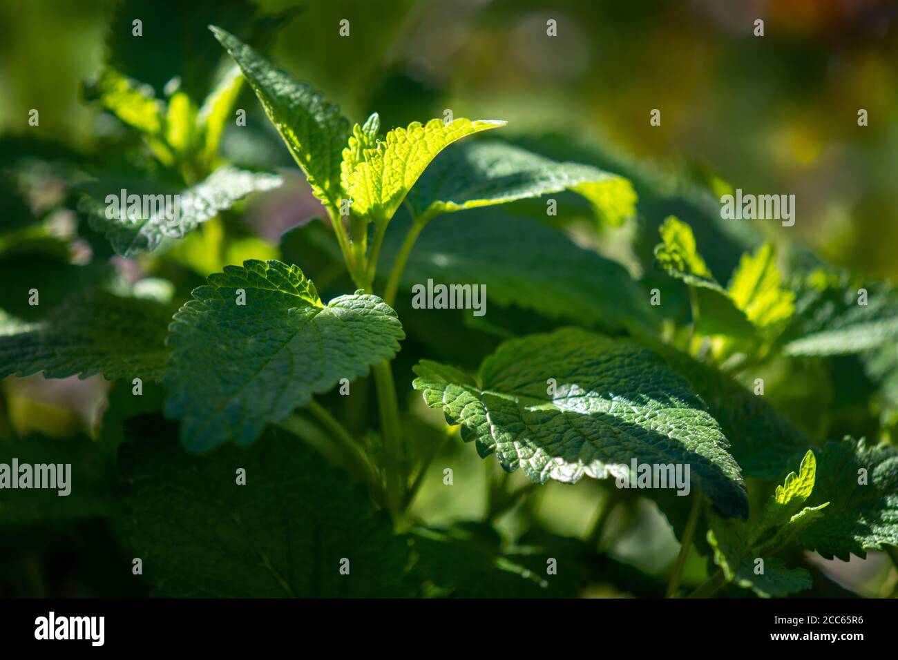 Balsamo di limone biologico fresco (Melissa officinalis) in giardino Foto Stock