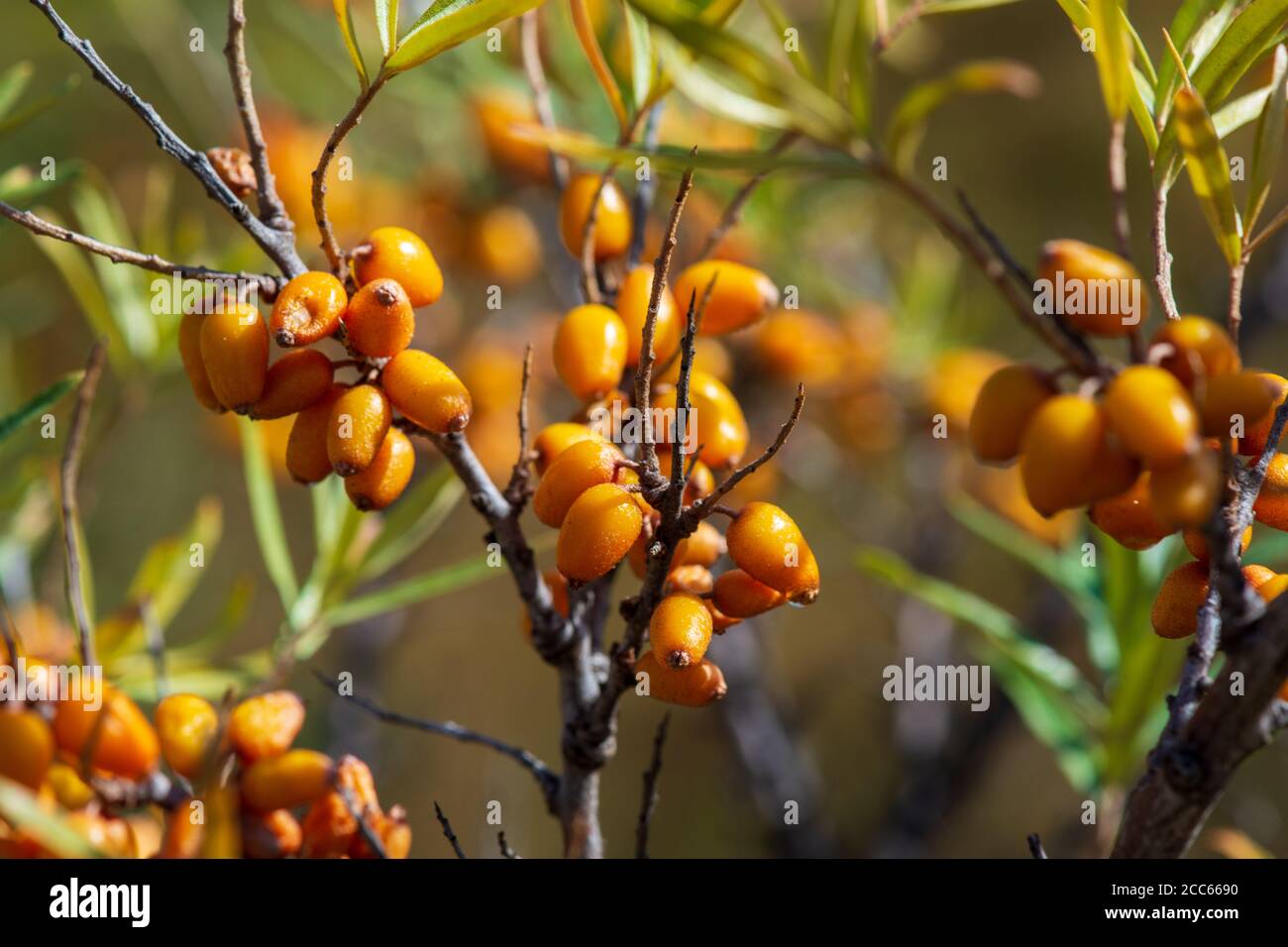 Bacche di fibbone marino sull'albero (Hippophae rhamnoides), ricchi di vitamina C, flavonoidi e antocianine, e rinomati per le loro proprietà medicinali. Foto Stock