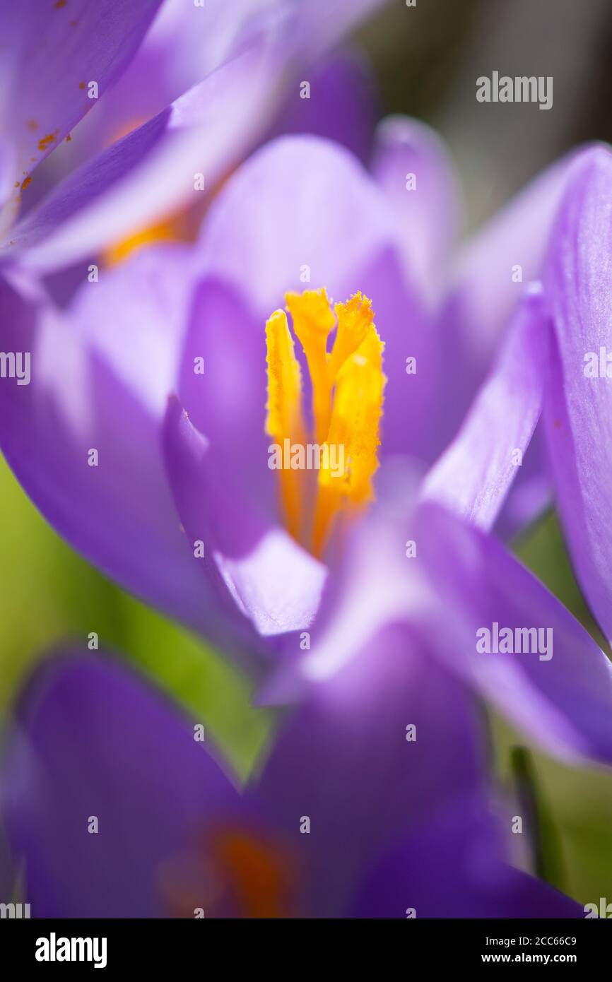 Fiore di crocus viola alla fine dell'inverno. Primo piano Foto Stock