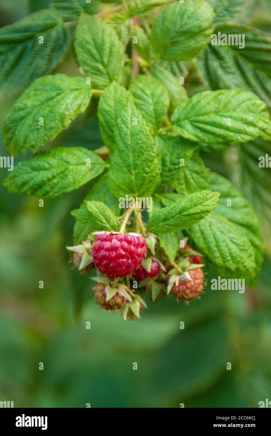 Frutti selvatici della foresta : mazzo di lamponi in autunno, colpo di primo piano Foto Stock