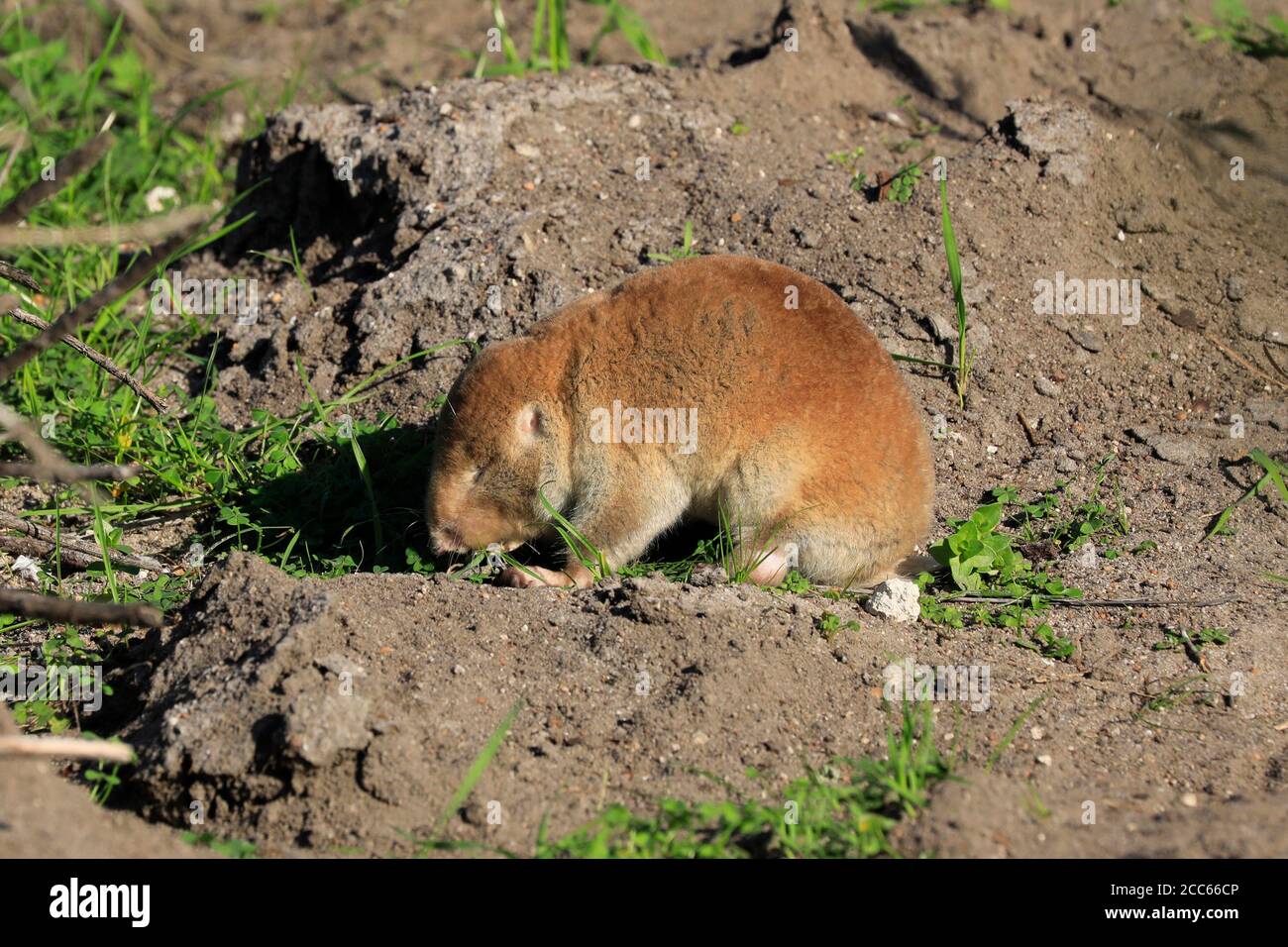 Un ratto di talpa di duna del Capo (suillus di Bathyergus) all'isola di Intaka, Città del Capo, Provincia Occidentale, Sud Africa. Foto Stock