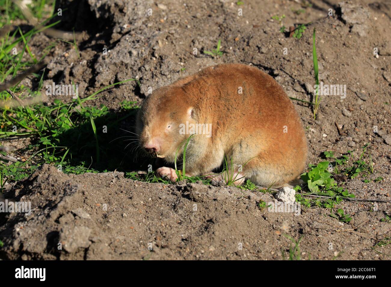 Un ratto di talpa di duna del Capo (suillus di Bathyergus) all'isola di Intaka, Città del Capo, Provincia Occidentale, Sud Africa. Foto Stock