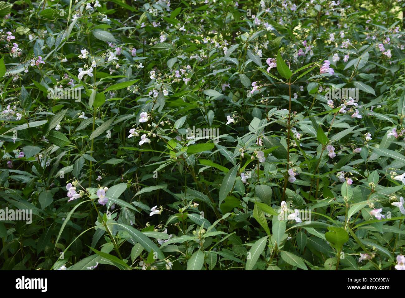 Impianti di casco di poliziotti, Hartfield, East Sussex Foto Stock