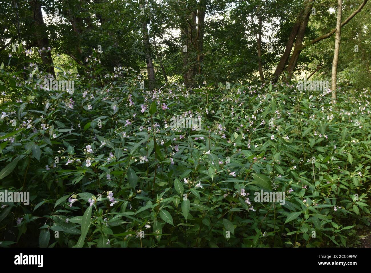 Impianti di casco di poliziotti, Hartfield, East Sussex Foto Stock