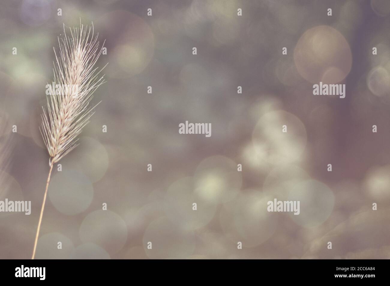 Primo piano di una lama di Barley su un lato sfondo neutro sfocato Foto Stock