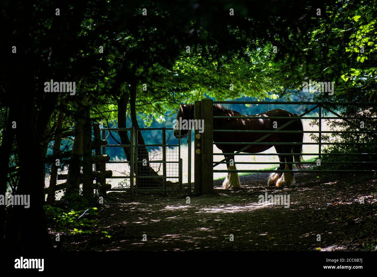 Shire Horse ripara dal caldo vicino a Shoreham in Kent, Inghilterra Foto Stock
