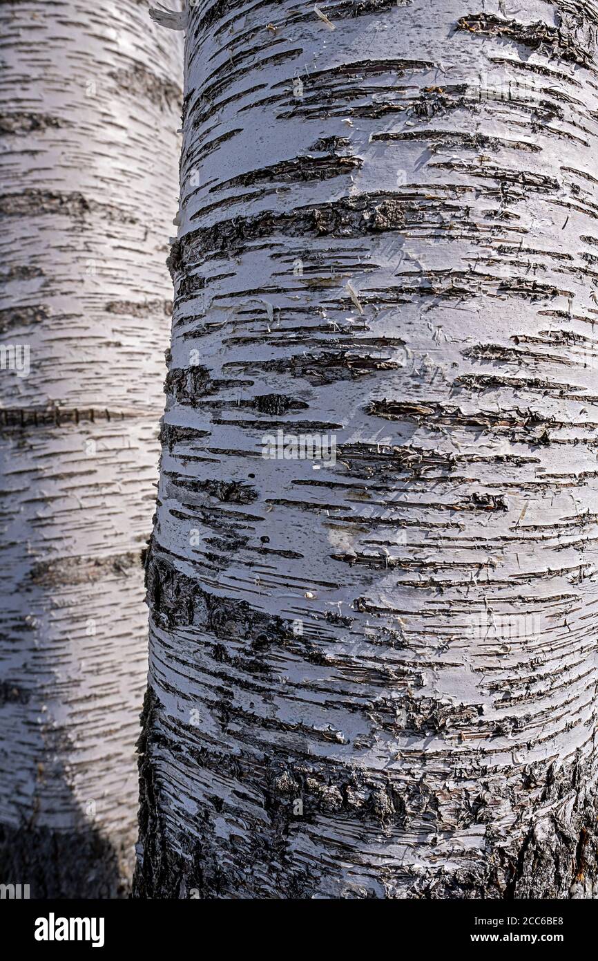 corteccia di betulla bianca con linee orizzontali scure Foto Stock