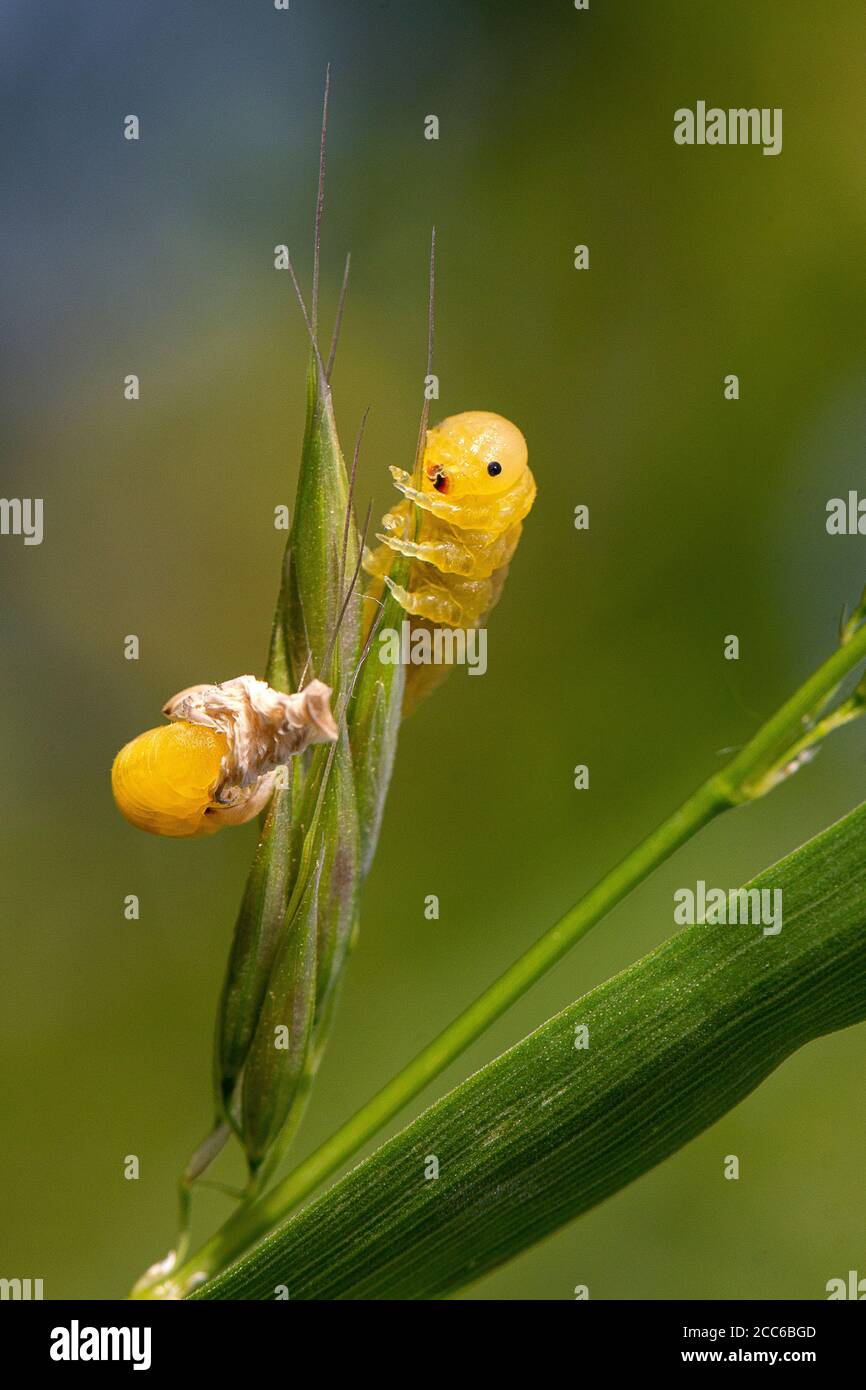 Sawfly Larva shedding la sua pelle Foto Stock