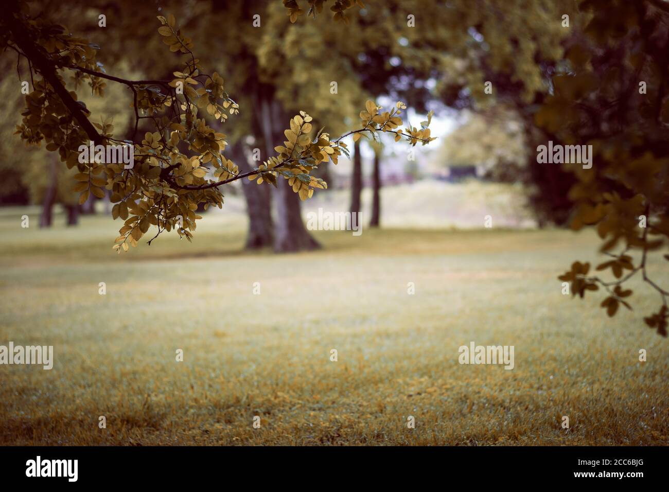 Autunno giorno di autunno al parco comunitario con cornice naturale di Rami di albero e verde erba sfondo Foto Stock