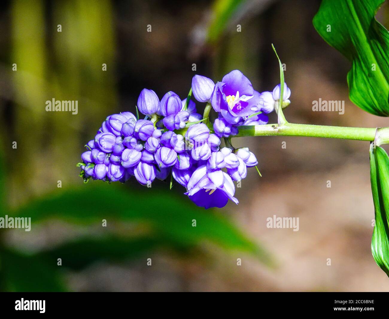 Fiore viola sulla pianta. Blue zenzero, Dichorisandra thyrsiflora, estate nel nord della Florida centrale, Stati Uniti. Foto Stock