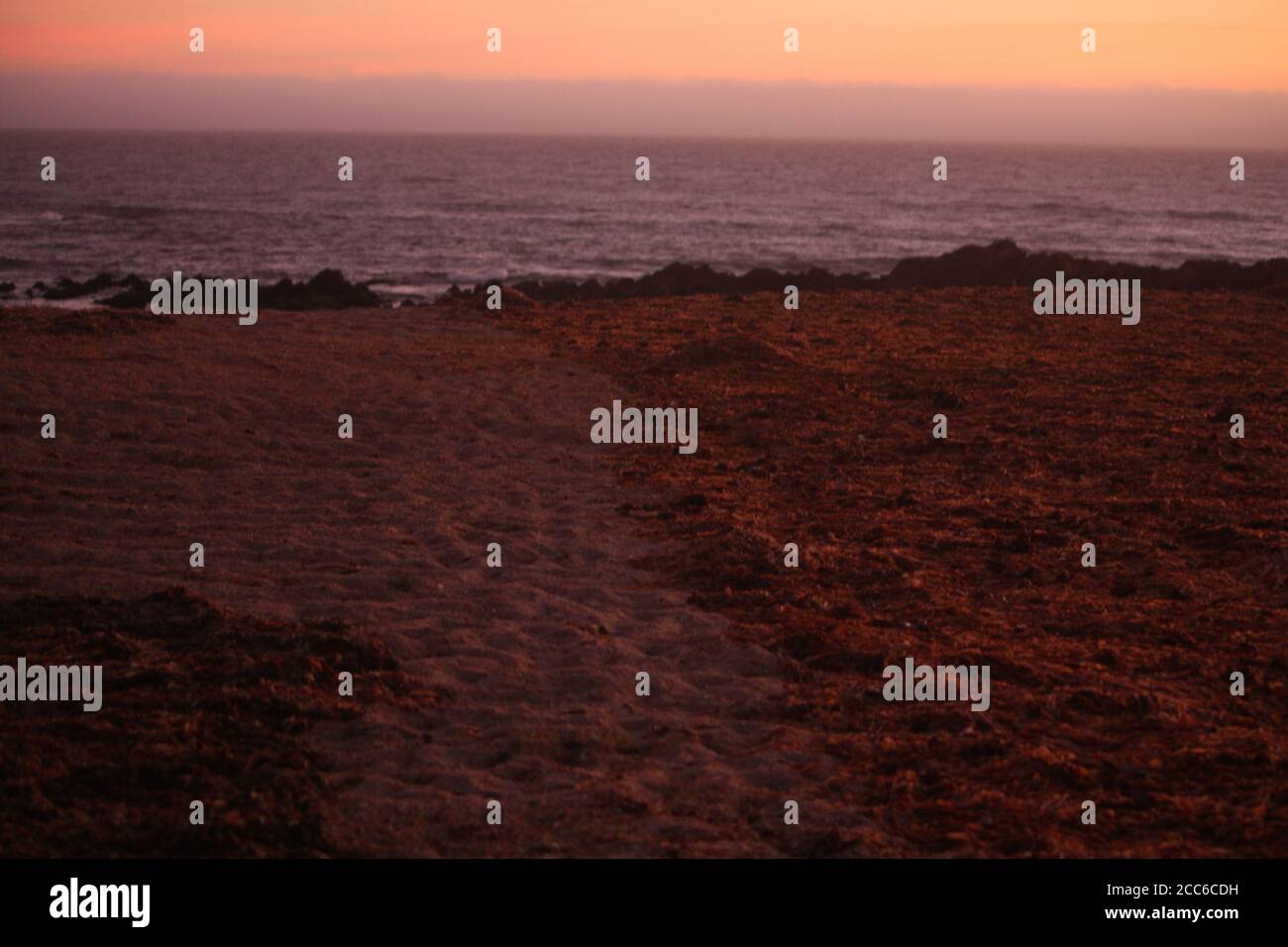 Sargasso che si asciuga in spiaggia Foto Stock