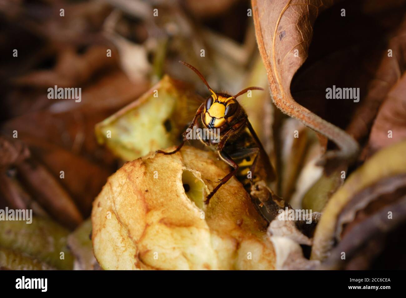 Primo piano di un calabrone europeo, Vespa crabro. Cavallo vespe su una vecchia mela in un mucchio composto. Hornet è sempre più comune nei Paesi Bassi. Foto Stock