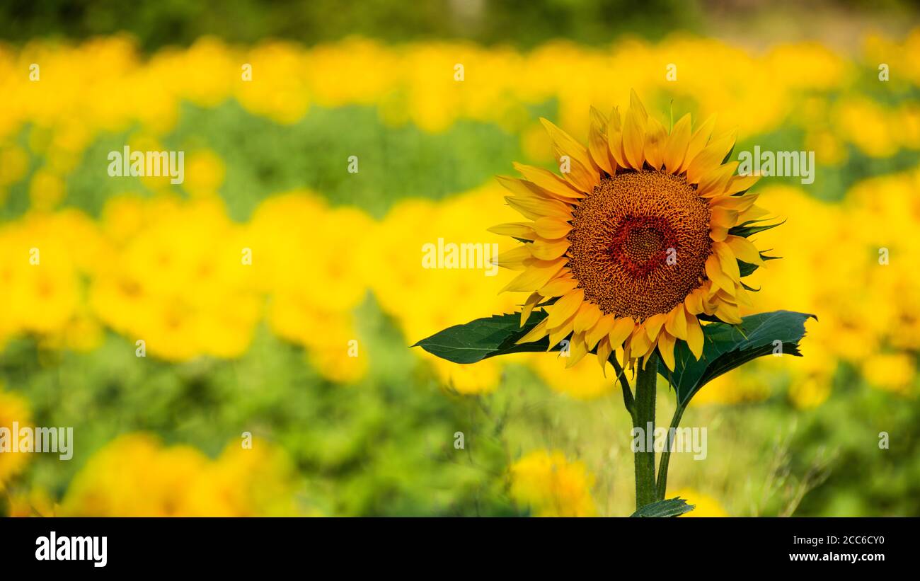Girasole isolato al mattino, sfondo sfocato Foto Stock