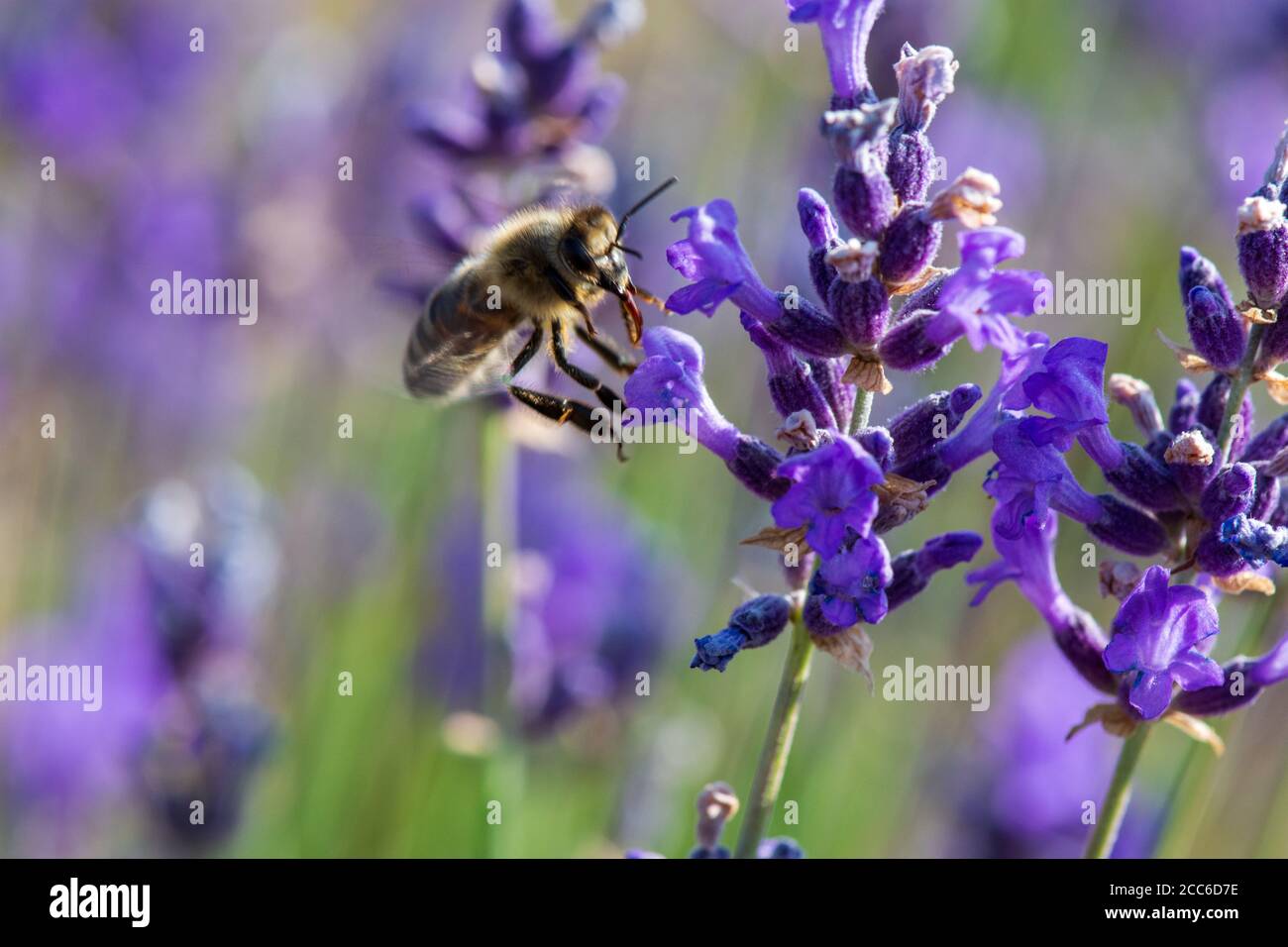 Miele ape foraging fiori di lavanda selvatici, Hautes-Alpes, Francia Foto Stock