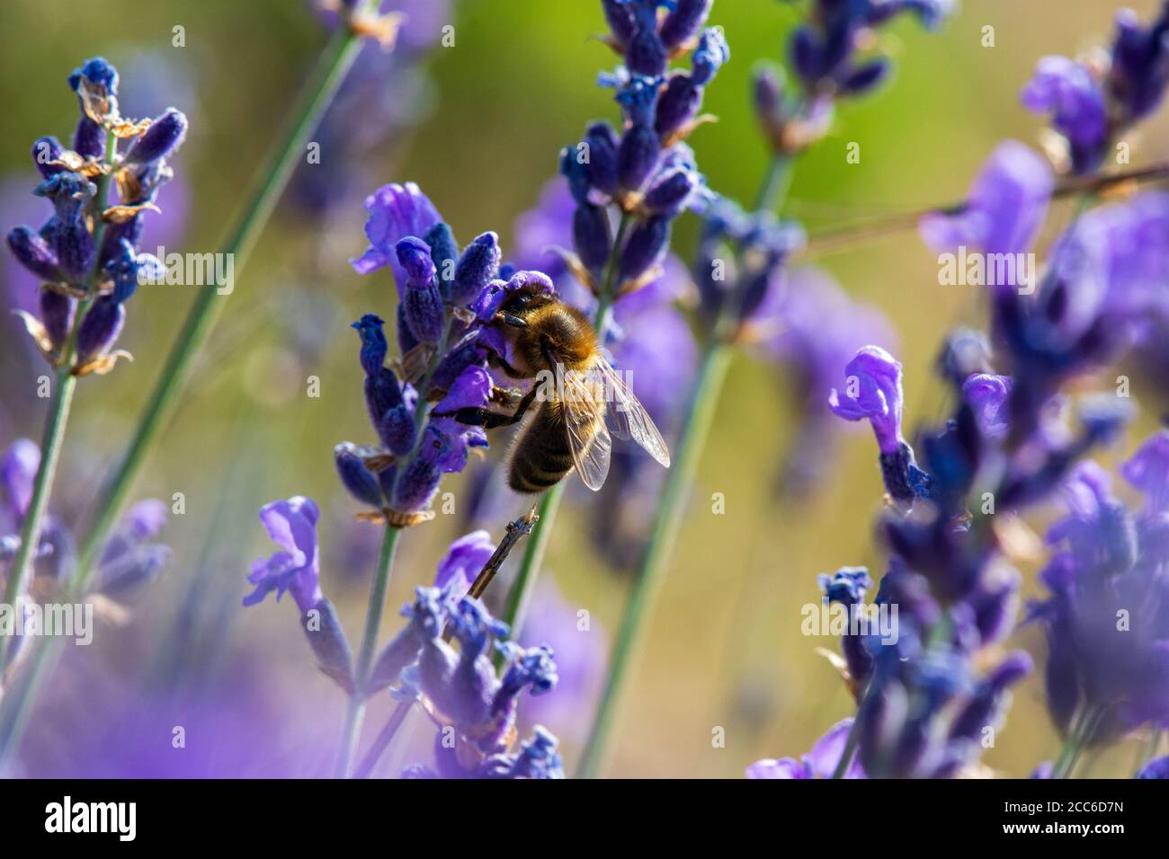 Miele ape foraging fiori di lavanda selvatici, Hautes-Alpes, Francia Foto Stock
