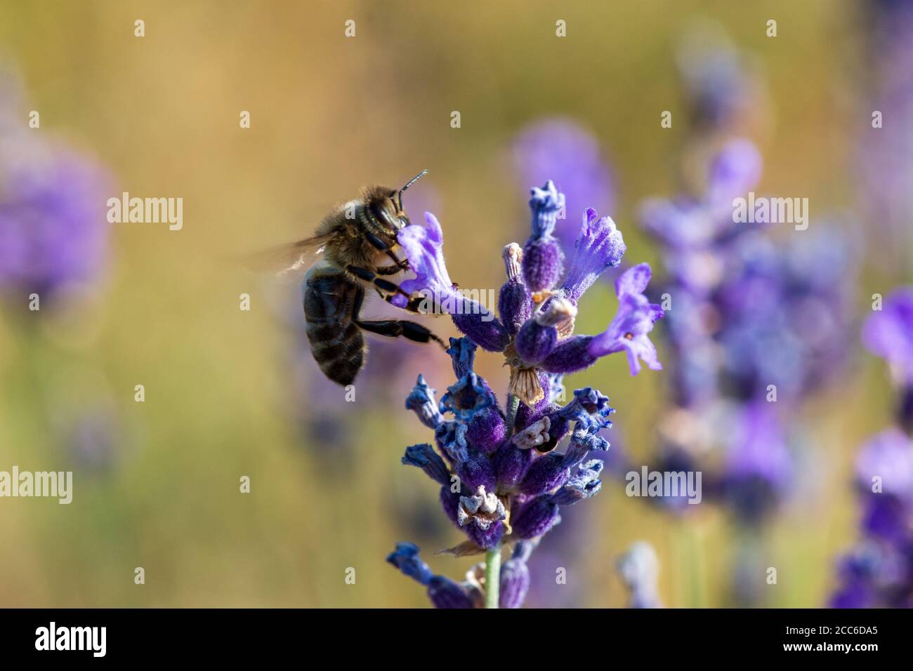 Miele ape foraging fiori di lavanda selvatici, Hautes-Alpes, Francia Foto Stock