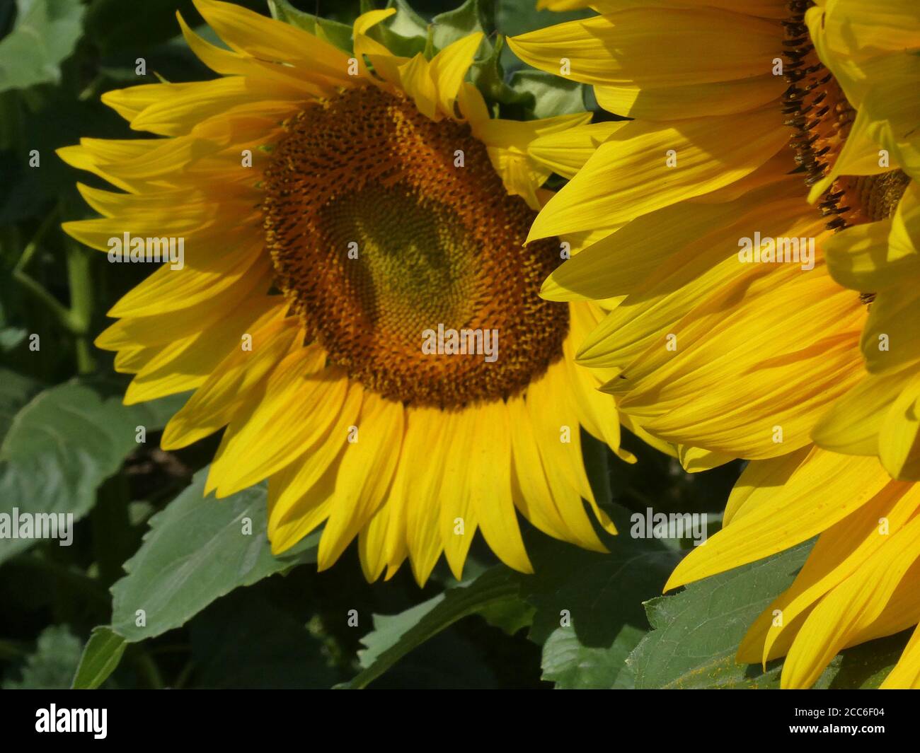 Campo di semi di girasole in fiore. Foto Stock