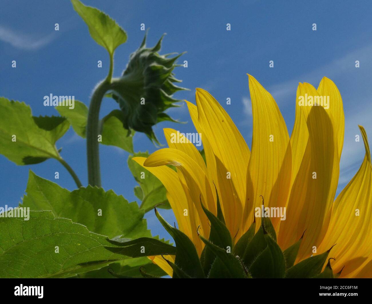 Campo di semi di girasole in fiore. Foto Stock