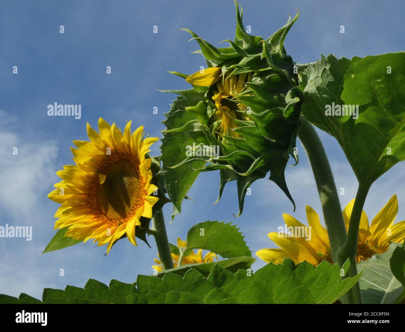 Campo di semi di girasole in fiore. Foto Stock