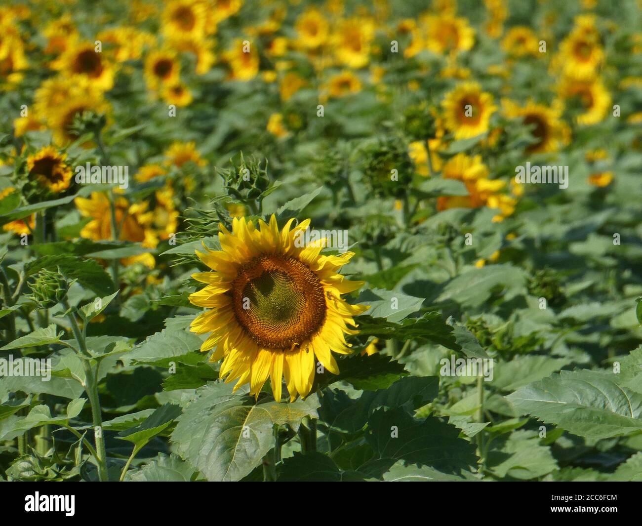 Campo di semi di girasole in fiore. Foto Stock