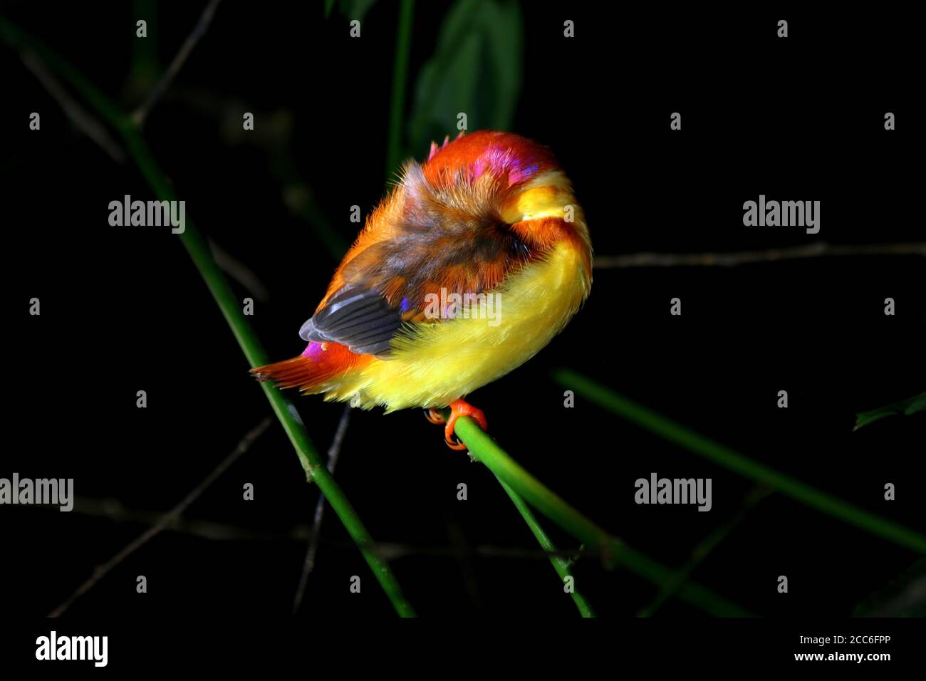 Dormendo rufous-backed Kingfisher, Ceyx rufidorsa Foto Stock