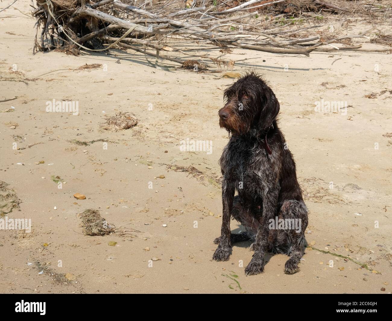 Cane da caccia, Drafaar seduto su una spiaggia bagnata dopo il nuoto nel fiume. Foto Stock