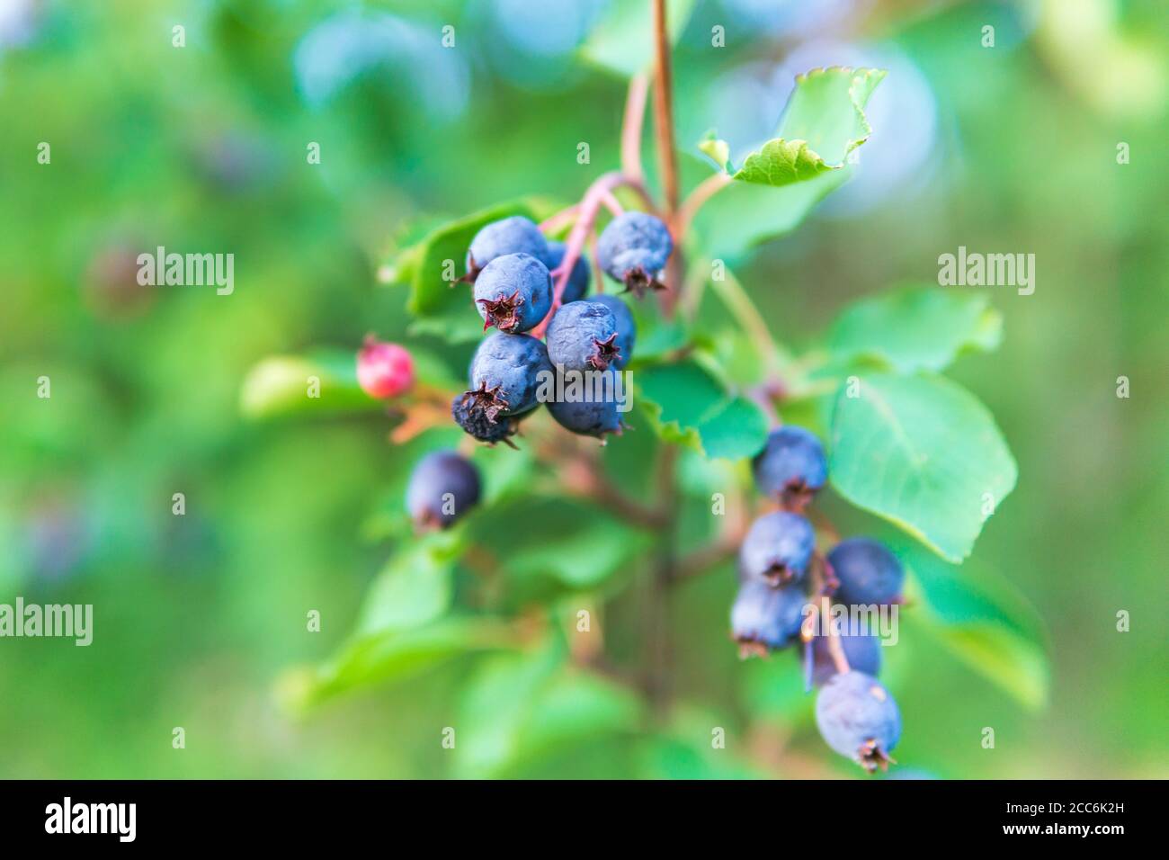 Amelanchier alnifolia, il saskatoon, Pacifico serviceberry, occidentale serviceberry sui rami di un albero raccolto bacche. Fuoco selettivo Foto Stock